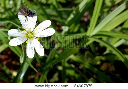 A fly on a white flower is heated on a summer bright sun