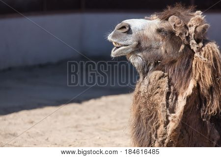 Close up photo of camel head with teeth in the zoo.