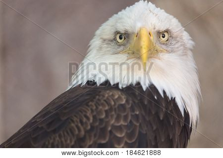 Portrait of a bald eagle. America national symbol. Latin name haliaeetus leucocephalus.