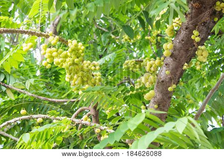 Star gooseberry fruit. Bunch gooseberry. Phyllanthus acidus, Native gooseberry fruit