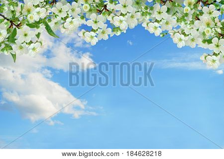 Branches of a blossoming cherry against a blue sky with clouds. Panorama. Spring natural background.
