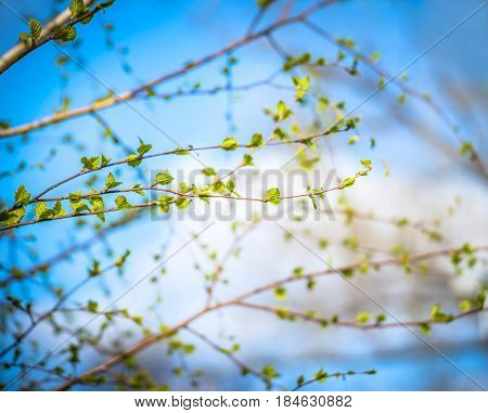 Beautiful background of new, fresh birch leaves on branch, blue sky with white clouds. Green leaves of birch tree in spring. Spring natural background with young birch leaves.