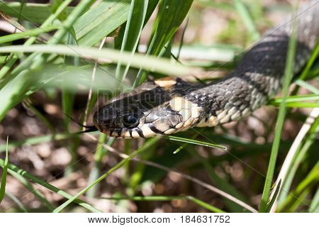 grass snake Natrix natrix in the grass.