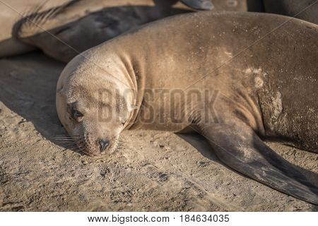 California Sea Lion (Zalophus californianus) sunning on the rocks in La Jolla California, USA