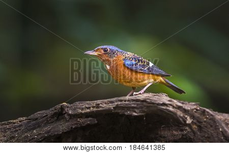 White Throated Rock Thrush : Bird Shot In Thailand