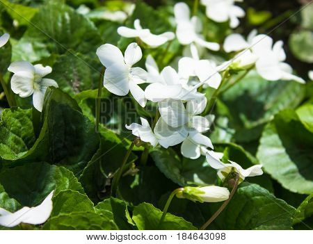 white violet flower in spring bloom outdoors in nature.Macro shot of violet flower.
