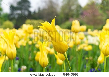 Raindrops on a Flower. Close-up of a Tulip (Tulipa) on a rainy Day. Raindrops on a yellow Tulip. A Field full of yellow Flowers. Garden Flowers