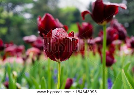 Raindrops on a Flower. Close-up of a Tulip (Tulipa) on a rainy Day. Raindrops on a red Tulip. Garden Flowers