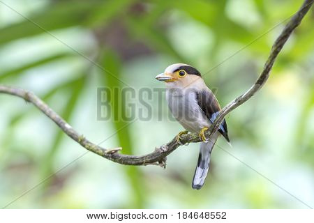 Silver breasted Broadbill : Birds in Thailand