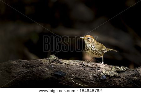 Puff Throated Babbler : Bird In Thailand