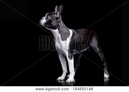 Studio Shot Of An Adorable Boston Terrier