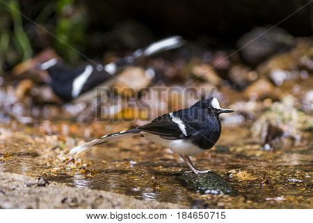 White crowned Forktail : Bird in thailand