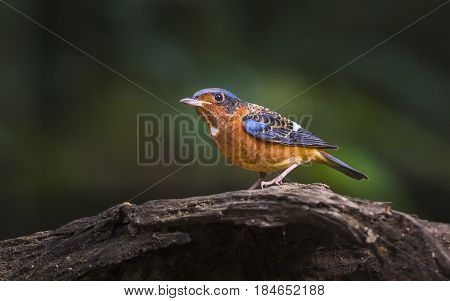 White-throated Rock Thrush : bird in Thailand