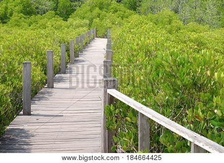 Wooden bridge at Tung Prong ThongGolden Mangrove FieldPra Sae Rayong Thailand.