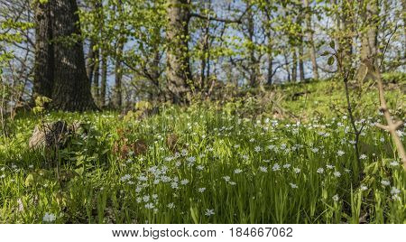 Spring nice flower meadow in sunny north Bohemia