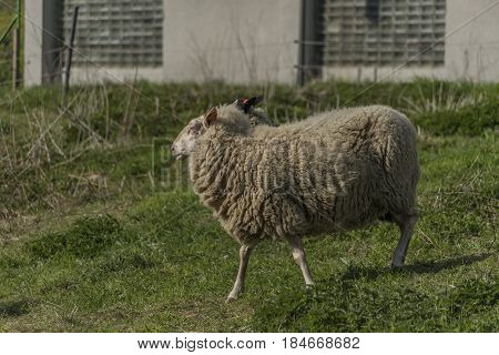 Sheeps near sheep house in spring sunny day