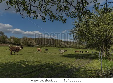 Cows on green spring meadow near Stebno village