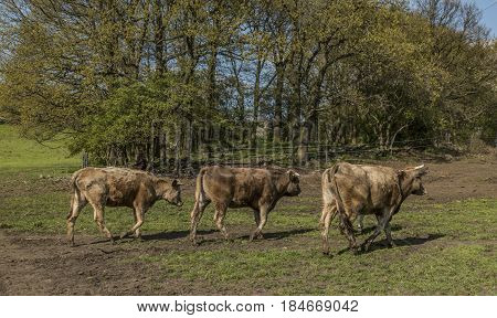 Cows on green spring meadow near Stebno village