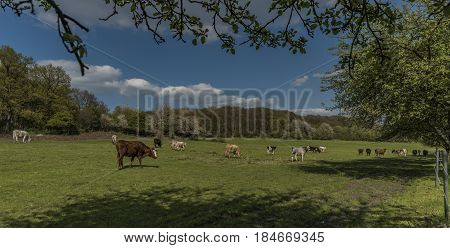 Cows on green spring meadow near Stebno village
