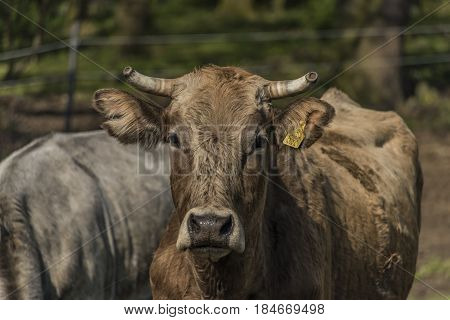 Cows on green spring meadow near Stebno village