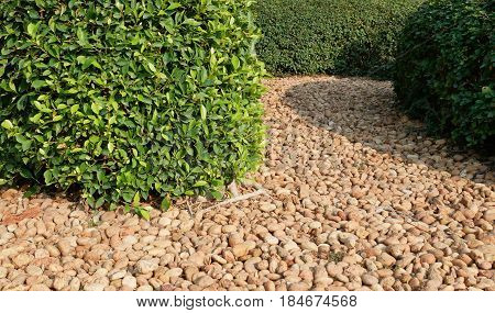 Green leaves plants with small gravel in garden.
