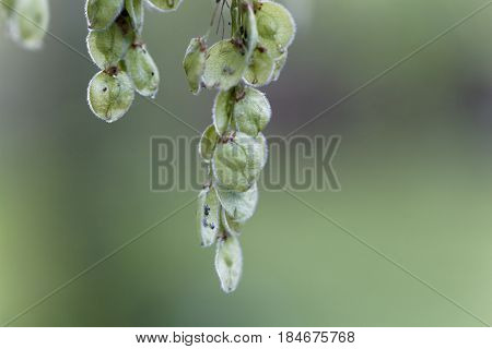 Immature fruits of a European white elm (Ulmus laevis)