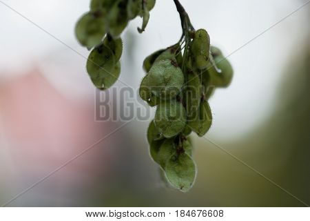 Immature fruits of a European white elm (Ulmus laevis)