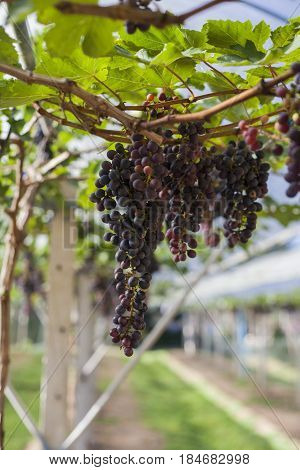 The bunch of grape fruit at farm of Thailand