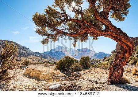 Beautiful Tree Near The Tunupa Volcano, Altiplano, Bolivia