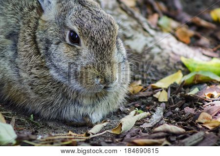 Close up of a cute bunny rabbit at the base of a tree