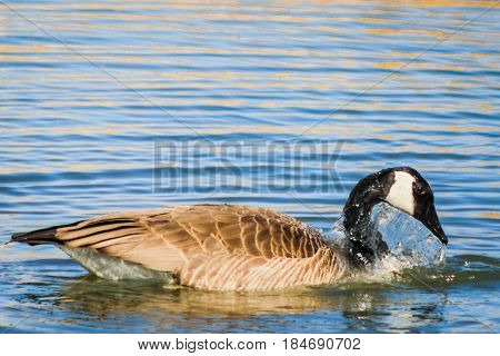 Water dripping off the head of a goose after being submerged.