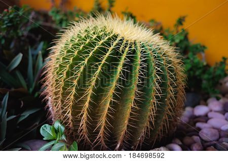selectve focus Big round shaped cactus in summerUsed for garden decoration.