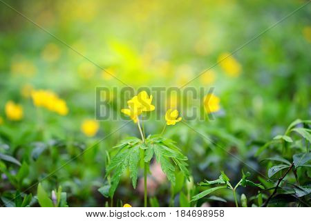 The Yellow Wood Anemone (in Latin: Anemone Ranunculoides) Blooms In The Forest