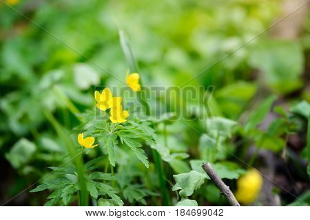 The Yellow Wood Anemone (in Latin: Anemone Ranunculoides) Blooms In The Forest