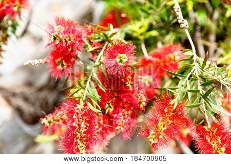 Callistemon lanceolatus inflorescence close-up on the background of green grass.