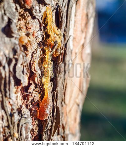 Pine resin. A big glob of pine resin runs down the bark of a large tree. Brown bark with resin of the bright sun. A Sunny day in a pine forest.