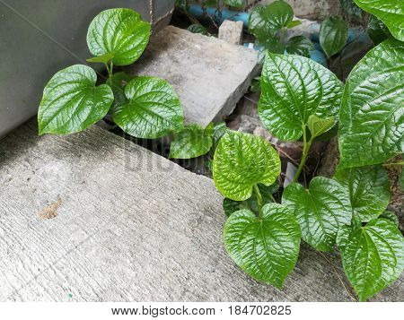 wild betel leaf in the green garden and concrete floor.