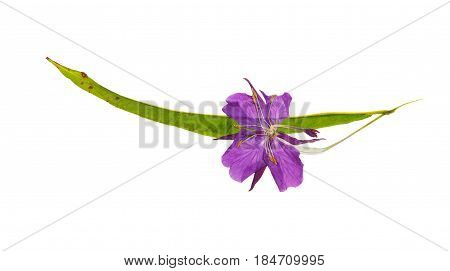 Pressed and dried delicate purple flowers willow-herb (epilobium). Isolated on white background. For use in scrapbooking floristry (oshibana) or herbarium.