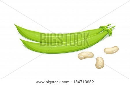 Bean and pods. Haricot Natural food. Isolated white background. Vector illustration.