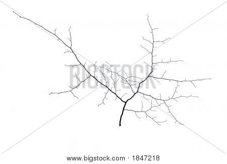Smalltree