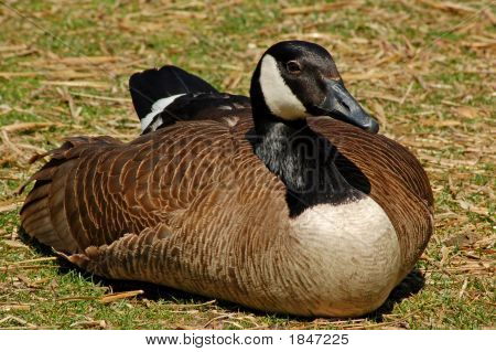 Can_Goose