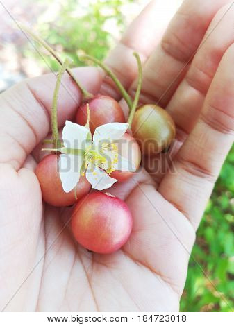 Close up picture of Jamaican cherry in hand