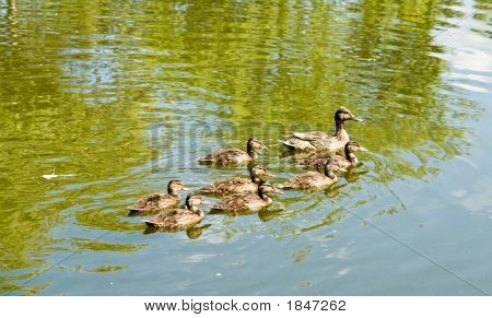 Pato