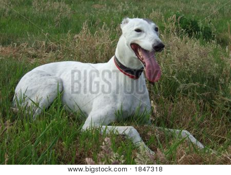 Greyhound 2