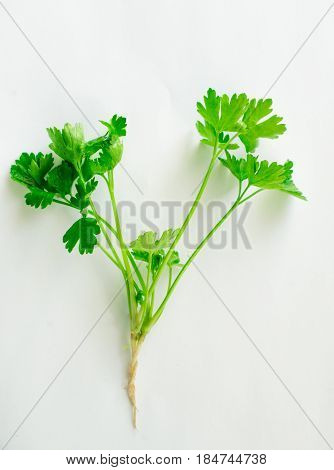Fresh Parsley, green Parsley root and leaf, isolated on white background