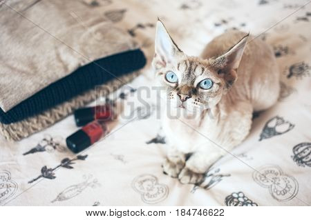 Curious Devon Rex cat with blue big eyes is sitting on a bed. Cat breeds, indoor pet