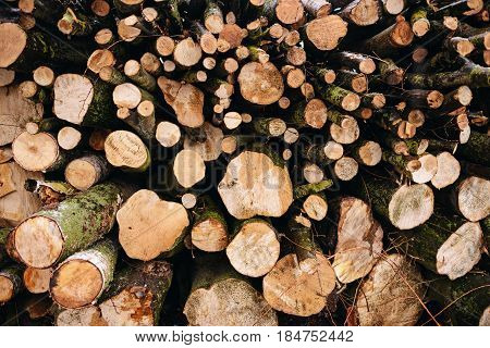 Pile Of Chopped Fire Wood Prepared For Winter
