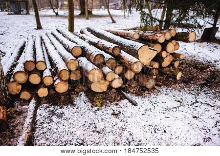 Pile Of Chopped Fire Wood Prepared For Winter