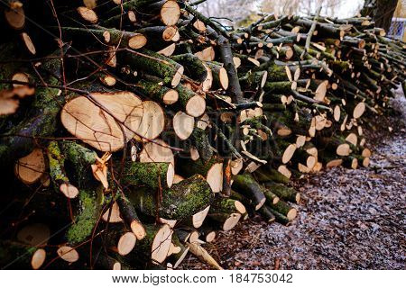 Pile Of Chopped Fire Wood Prepared For Winter