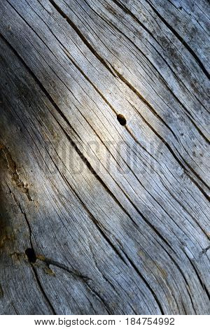 Texture of the old log. wood texture
